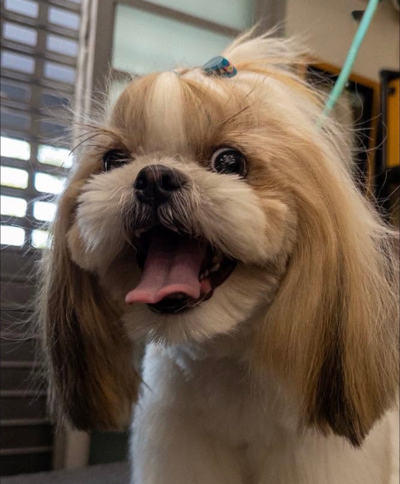 Pelo de seda